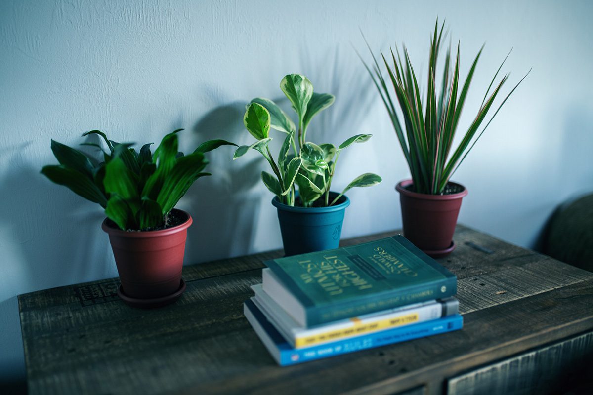 Three plants are sitting on a table next to books.